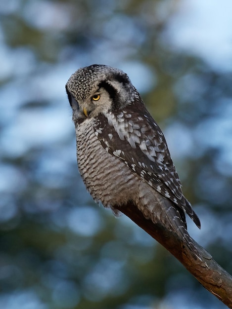 Foto falco falco settentrionale surnia ulula