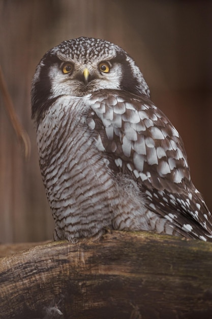 Northern hawkowl