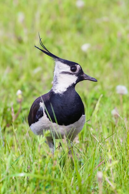 Northern lapwing forages for food in green meadows