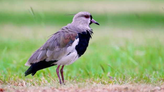 Foto un uccello terrestre della pavoncella settentrionale