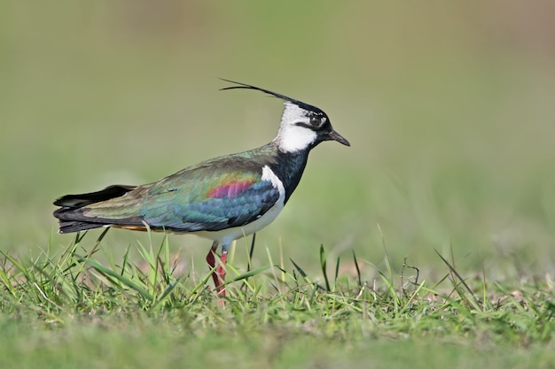 The northern lapwing (Vanellus vanellus) stands on the ground on blurred green . Close up and colorfull photo