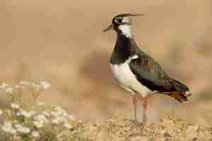 Photo northern lapwing vanellus vanellus