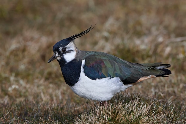 Northern lapwing Vanellus vanellus