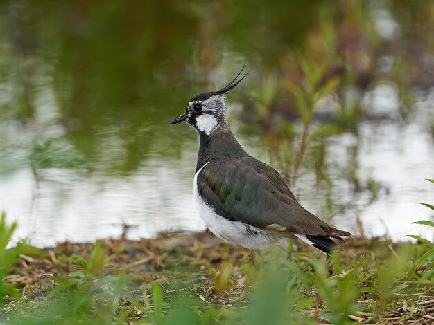 북부 댕기 날개 Vanellus vanellus