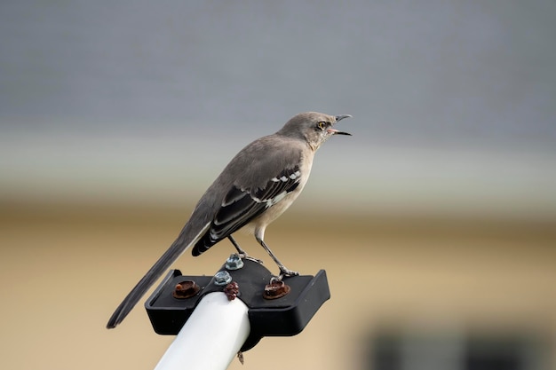 A Northern mockingbird bird perched on a fence pole