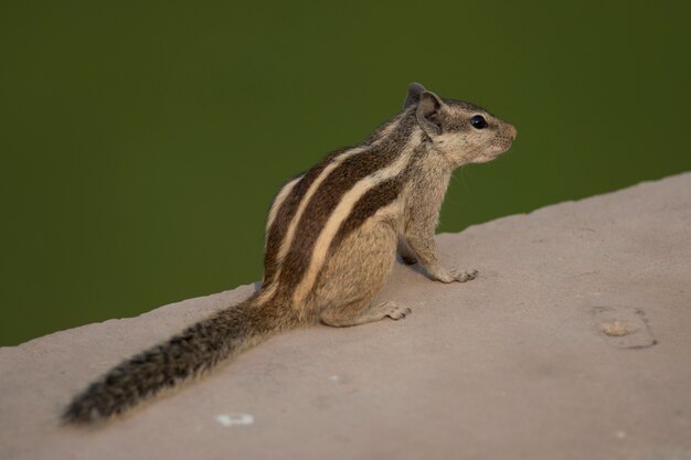 Northern palm squirrel