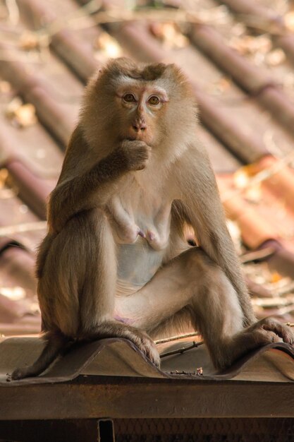 Foto il macaco a coda di maiale del nord sul tetto