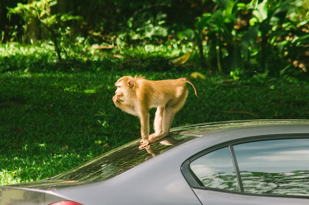 車の屋根にあるブタオザル