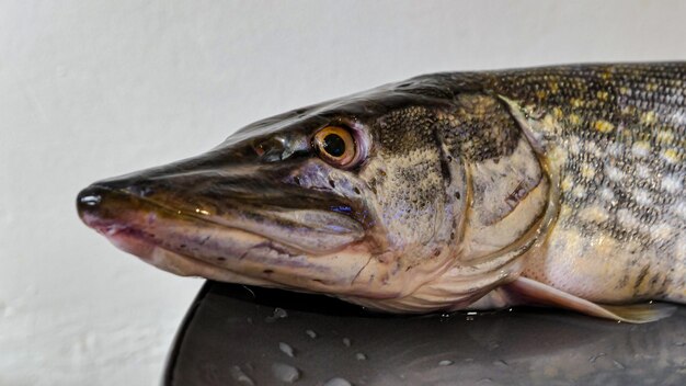 Photo the northern pike simply pike or luce freshwater fish close up