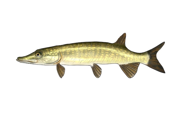 Northern pike