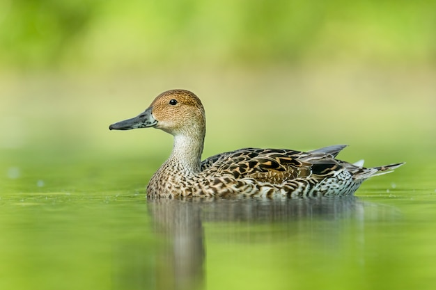 写真 湖の上のオナガガモの肖像画