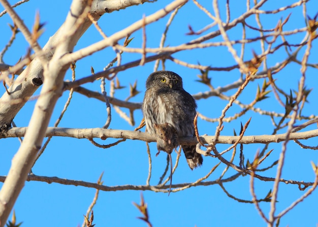 Northern Pygmy Owl with Captured Mouse