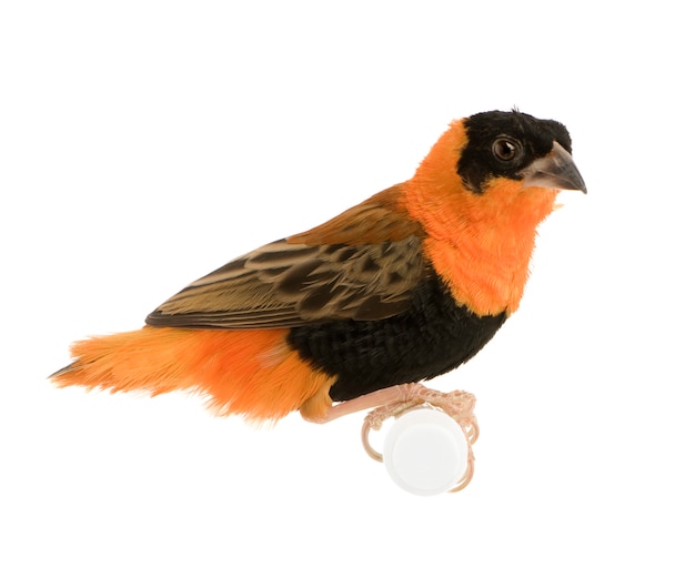 Photo northern red bishop - euplectes franciscanus in front on a white isolated