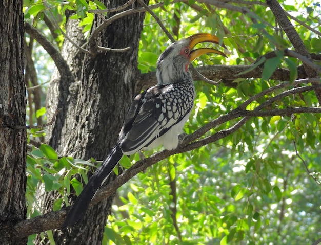 Northern redbilled hornbill