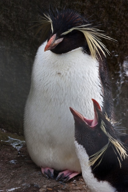 キタイワトビペンギン、Eudyptes moseleyiは、イワトビペンギンの一種です。