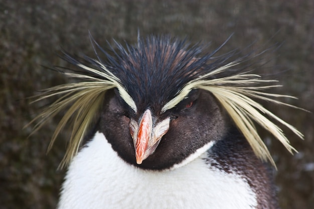 Il pinguino saltaroccia settentrionale, eudyptes moseleyi, è una specie di pinguino saltaroccia.