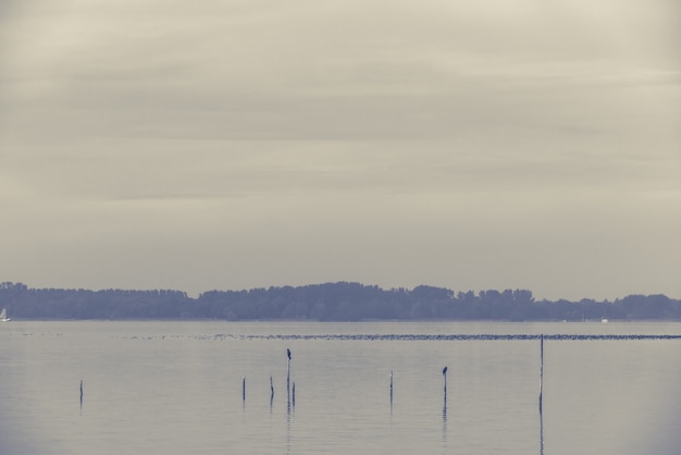 Northern Sea landscape: still water and birds on wooden posts. Toned image