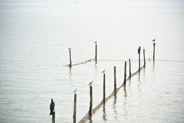 Northern Sea landscape: still water and birds on wooden posts