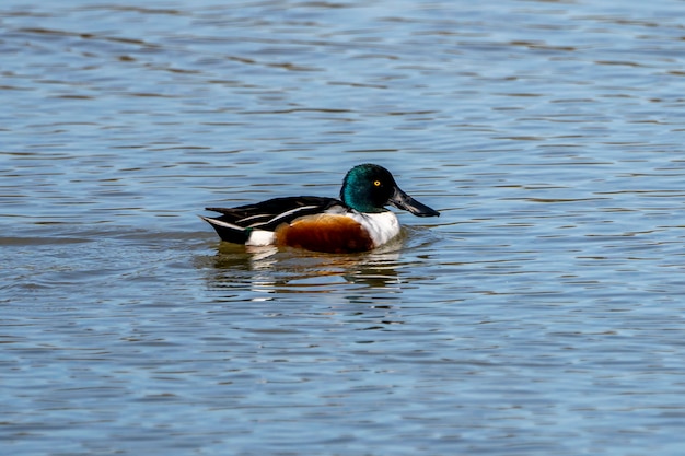 Northern shoveler in the Natural Park of the Marshes