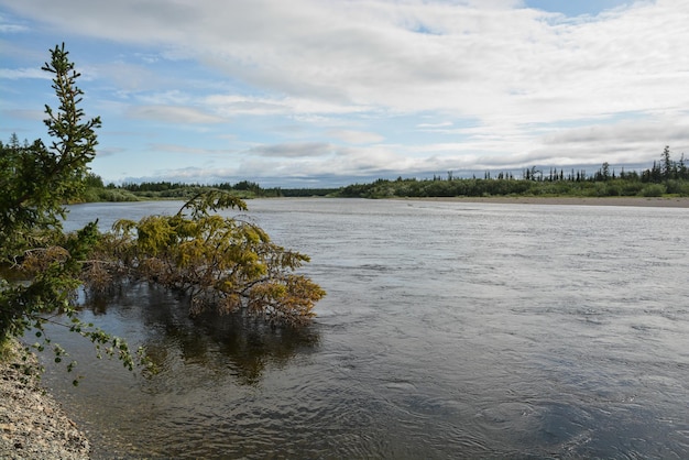 Northern taiga river