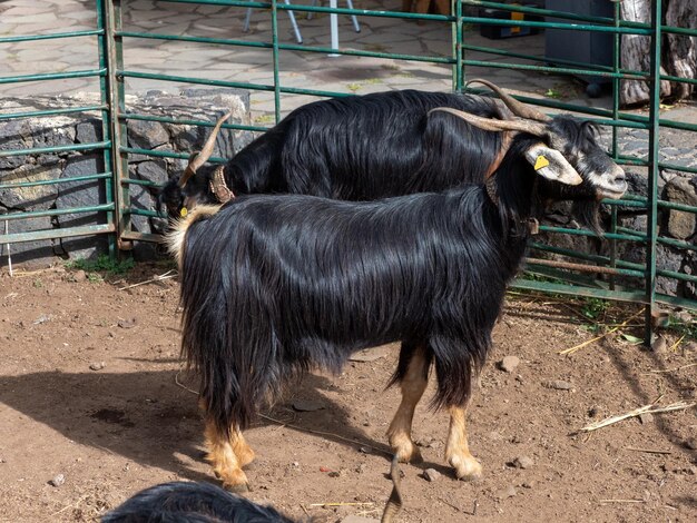 Northern Tenerife goat native breed of the Canary Island