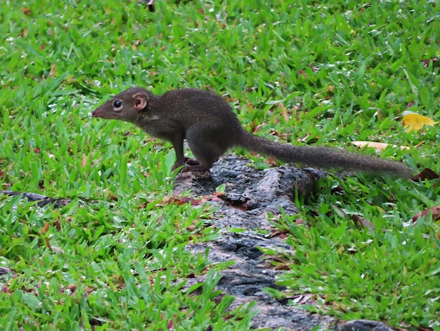 Northern treeshrew Running to find food on the grass