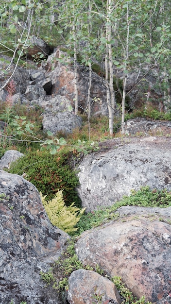 Northern tundra forest with trees and rocks