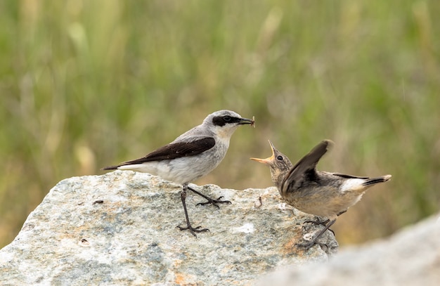 Northern wheatear, Oenanthe oenanthe, a male bird in breeding plumage, about to feed its young fledgling with an insect.