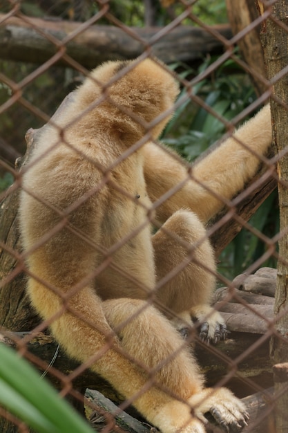 Northern white-cheeked gibbon in a cage.