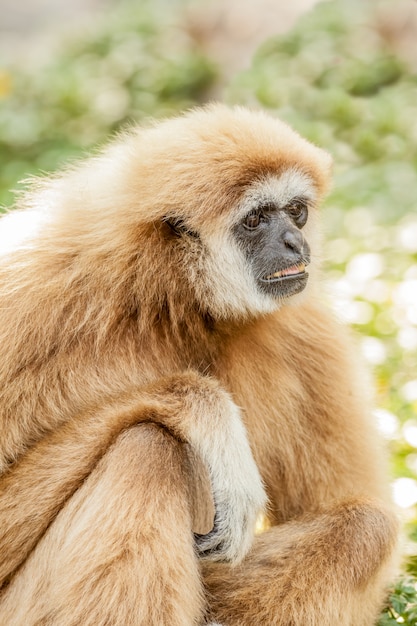 Northern white cheeked gibbon