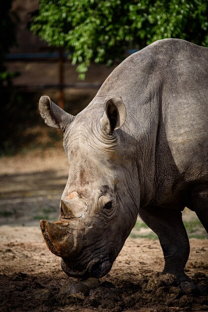 Northern White Rhino met Southern White Rhino, Kenia