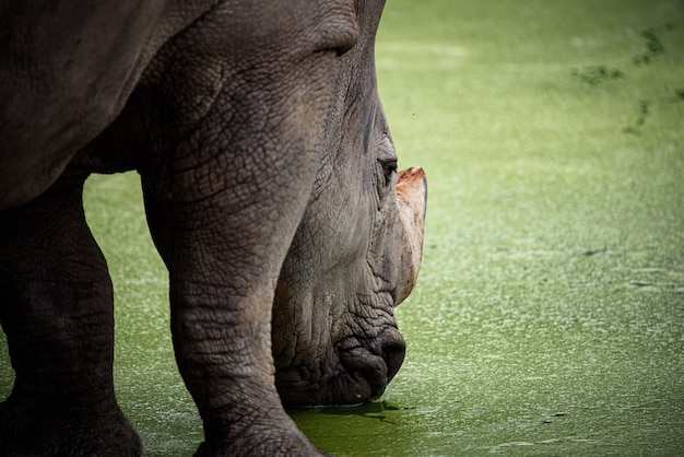 Northern White Rhino with Southern White Rhino, Kenya