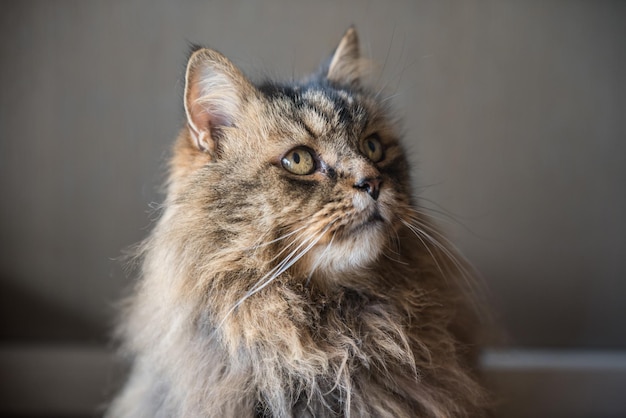 Norvegian forest cat close up portrait at home