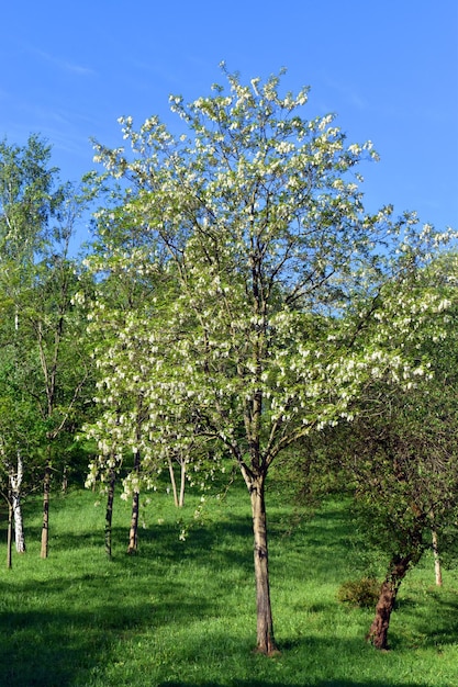 Клен остролистный Acer platanoides в общественном парке