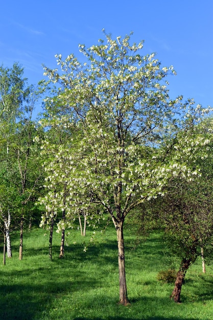 The Norway maple Acer platanoides in a public park