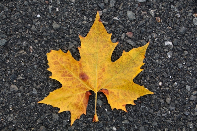 Norway maple tree