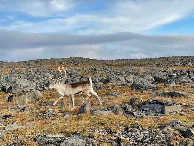 ノルウェー ノルウェー ランティア ラップランド ナチュラル