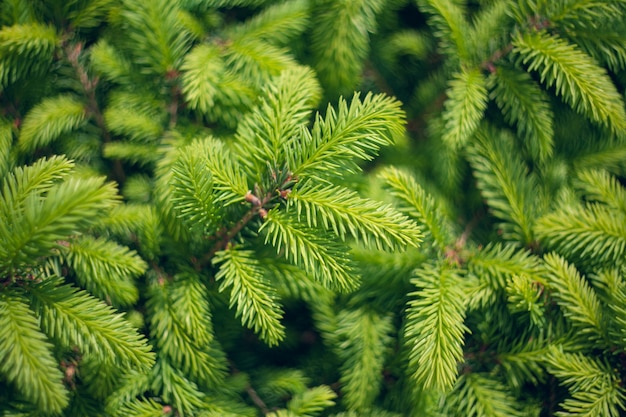 Norway spruce - Picea abies or European spruce new needles. Abstract Natural coniferous background. Blur selective focus.