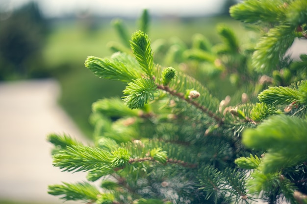 Norway spruce - Picea abies or European spruce new needles. Natural background texture. Selective focus blur.