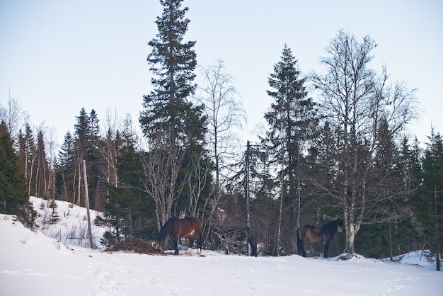 Norvegia trondheim europa