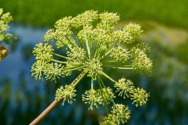 Photo norwegian angelica, angelica archangelica, biennial plant from the family apiaceae, a subspecies of which is cultivated for its sweetly scented edible stems and roots