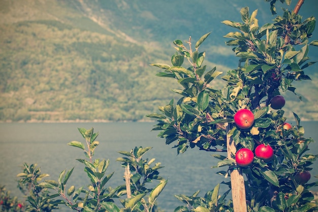 Photo norwegian apples