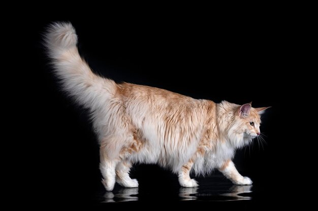 Norwegian Forest cat in front of black background