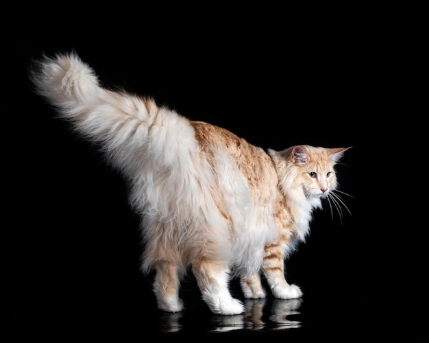 Norwegian Forest cat in front of black background