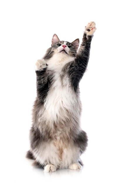 Norwegian Forest cat in front of white background