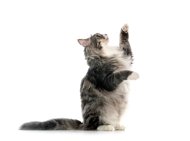 Norwegian Forest cat in front of white background