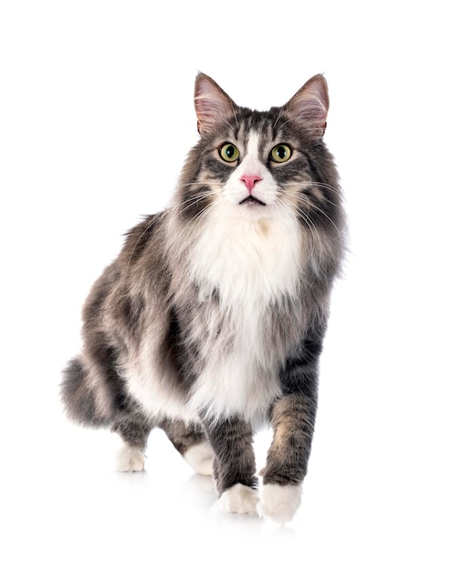 Norwegian Forest cat in front of white background