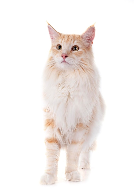 Norwegian Forest cat in front of white background