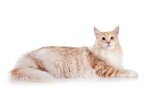 Norwegian Forest cat in front of white background