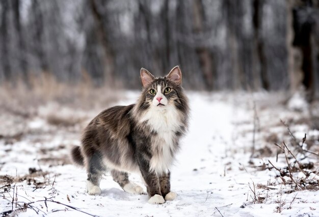 白い背景の前にあるノルウェーの森の猫